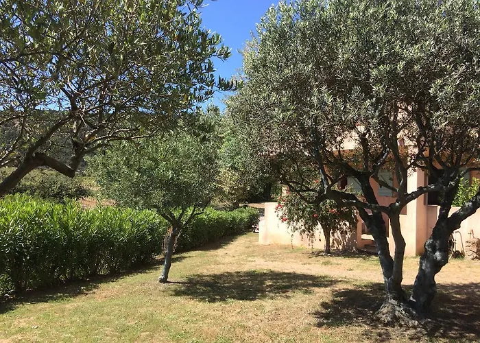 Les Oliviers Grimaud